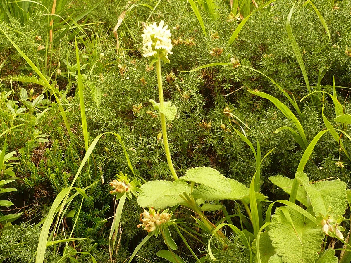 Betonica alopecuros (Lamiaceae)